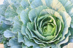 Frischer organischer grüner Kopfsalatgemüsesalat im Bauernhof für Gesundheits-, Lebensmittel- und Landwirtschaftskonzeptdesign lizenzfreies stockbild Frischer organischer grüner Kopfsalatgemüsesalat im Bauernhof für Gesundheits-, Lebensmittel- und Landwirtschaftskonzeptdesign lizenzfreies stockbild