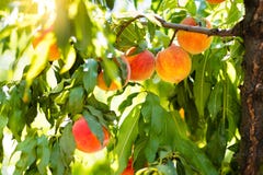 Frischer reifer Pfirsich auf Baum im Sommerobstgarten Stockbilder Frischer reifer Pfirsich auf Baum im Sommerobstgarten Stockbilder
