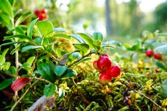 Frischer wilder Lingonberry im Wald stockfoto Frischer wilder Lingonberry im Wald stockfoto