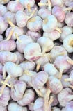 Frisches garlics stockbilder Frisches garlics stockbilder