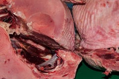 Frisches Gobblerfleisch Lizenzfreie Stockfotografie Frisches Gobblerfleisch Lizenzfreie Stockfotografie