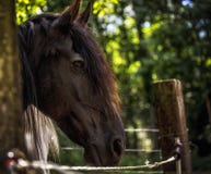 Frisian horse royalty free stock photos Frisian horse royalty free stock photos