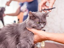 Frisyr en päls- katt Frisyr i skönhetsalongen professionell arkivfoto Frisyr en päls- katt Frisyr i skönhetsalongen professionell arkivfoto
