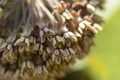 Fritillaria persica Skacze w ogródzie, zieleni fritillaria pączki kwiaty fotografia stock Fritillaria persica Skacze w ogródzie, zieleni fritillaria pączki kwiaty fotografia stock