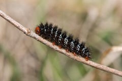 Fritillary de Glanville foto de stock Fritillary de Glanville foto de stock