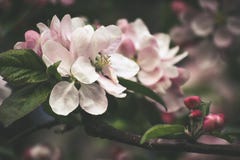 Frodig rosa inflorescence av äppleträdet arkivfoto Frodig rosa inflorescence av äppleträdet arkivfoto