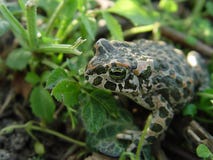 Frog royalty free stock photo Frog royalty free stock photo