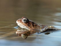 frog in the forest pond royalty free stock image frog in the forest pond royalty free stock image