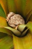 A frog hiding inside a plant in Vinales, Cuba
