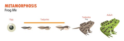 Frog life cycle metamorphosis