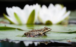 Frog sits on the green leaf near lily Royalty Free Stock Image Frog sits on the green leaf near lily Royalty Free Stock Image