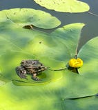 The frog sits on a leaf royalty free stock photography