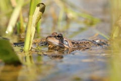 frog in the water during mating close up of a pond season on sunny spring morning april