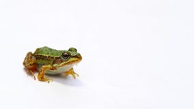 Frog on a white