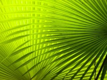 Frondes de paume