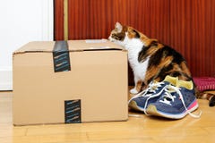 Front view of curious cat inspecting Amazon Prime Stock Photo Front view of curious cat inspecting Amazon Prime Stock Photo