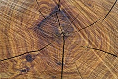 Front view of a cutted tree trunk stock photo Front view of a cutted tree trunk stock photo