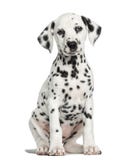 Front view of a Dalmatian puppy sitting, facing, isolated