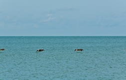 Three brown pelicans low, over tropical water stock photo Three brown pelicans low, over tropical water stock photo