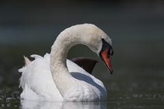 Front view of swimming mute swan Cygnus olor stock photography Front view of swimming mute swan Cygnus olor stock photography