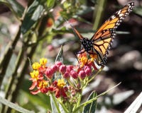 Butterfly on Milkweed stock photography Butterfly on Milkweed stock photography