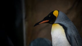 Fronte del primo piano di re Penguin nella cattività Patagonicus dell'aptenodytes immagini stock libere da diritti Fronte del primo piano di re Penguin nella cattività Patagonicus dell'aptenodytes immagini stock libere da diritti