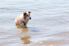 Frontière brune blanche et d'or Collie Dog jouant dans le wate peu profond Image stock Frontière brune blanche et d'or Collie Dog jouant dans le wate peu profond Image stock