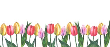 Frontière des tulipes sur le fond blanc avec l'aquarelle illustration de vecteur Frontière des tulipes sur le fond blanc avec l'aquarelle illustration de vecteur