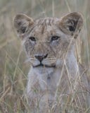 Frontview closeup of the face of a lion cub sitting looking through tall grass stock image Frontview closeup of the face of a lion cub sitting looking through tall grass stock image