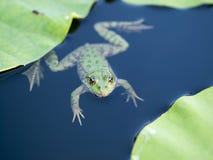 Frosch Frosch