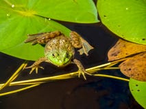 Frosch auf Travertin stockfotos Frosch auf Travertin stockfotos
