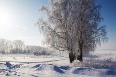 Frost e o sol em Russias fotografia de stock royalty free Frost e o sol em Russias fotografia de stock royalty free