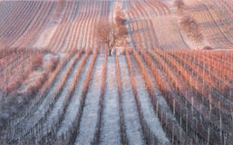 Frost Winter Rows Of Famous Moravia Vineyards, Czech.Perfect Agriculture Landscape With Dry Grape Vines In Cold Season.Abstract Ba