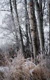 Frosted brzoz trawy i drzewa obraz royalty free Frosted brzoz trawy i drzewa obraz royalty free