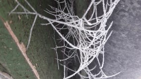 Frostig spindelrengöringsduk Närbildfotografi av is och frost på spindelrengöringsduken, en kall dimmig vintermorgon fotografering för bildbyråer Frostig spindelrengöringsduk Närbildfotografi av is och frost på spindelrengöringsduken, en kall dimmig vintermorgon fotografering för bildbyråer