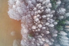 Frosty Forest von oben lizenzfreies stockbild Frosty Forest von oben lizenzfreies stockbild
