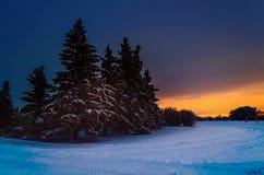 Frosty, snowy night with a purple sky, Christmas tree at night Stock Photo Frosty, snowy night with a purple sky, Christmas tree at night Stock Photo