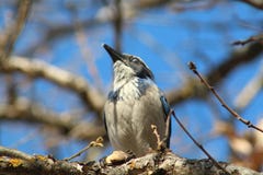 Frottez Jay In un arbre images libres de droits Frottez Jay In un arbre images libres de droits