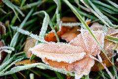 Frozen autumn natural close up colorfull red, green, yellow leaves. royalty free stock image Frozen autumn natural close up colorfull red, green, yellow leaves. royalty free stock image
