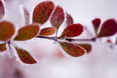 Frozen colorful leafs