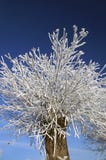 Frozen Fog On A Tree Royalty Free Stock Photography