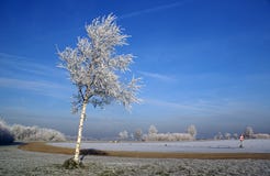 Frozen Fog On A Tree Stock Images