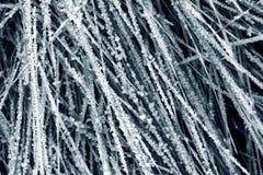 Frozen Grass Stock Photography Frozen Grass Stock Photography