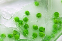 Frozen Green Peas Royalty Free Stock Image