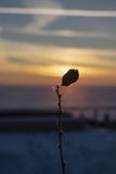 Frozen leaf at sunset. royalty free stock image Frozen leaf at sunset. royalty free stock image