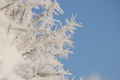 Frozen pine needles with winter rime and frost crystals stock image Frozen pine needles with winter rime and frost crystals stock image