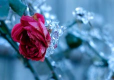 Frozen Rose Royalty Free Stock Image Frozen Rose Royalty Free Stock Image