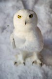 frozen Snowy owl on ice Nuctea scandiaca