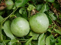 Frucht, Leidenschaft, Lebensmittel, Grün, Rebe, Weiß, frisch, Anlage, Baum, Garten, Hintergrund, Passionsblume, Bauernhof, passio stockbilder Frucht, Leidenschaft, Lebensmittel, Grün, Rebe, Weiß, frisch, Anlage, Baum, Garten, Hintergrund, Passionsblume, Bauernhof, passio stockbilder
