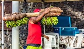 Fruchtträger in Tahiti stockfoto Fruchtträger in Tahiti stockfoto